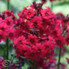 Primula Japonica Millers Crimson